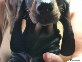Dachshund dogs Smooth hair Dachshund puppies - Advert 13