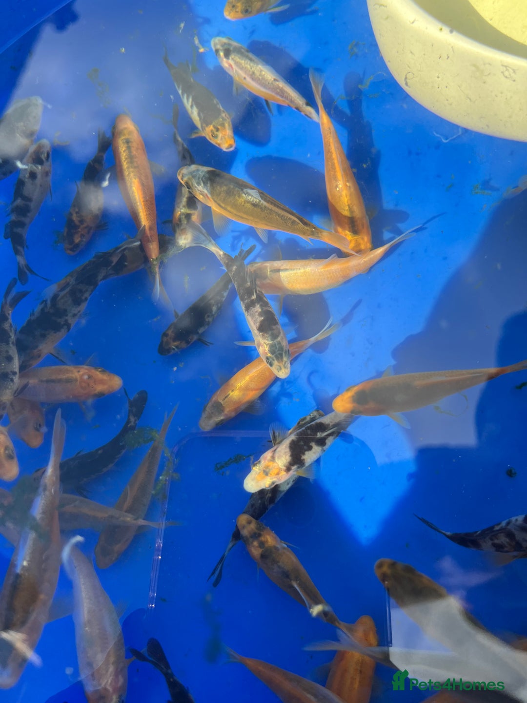 Koi Carp fish for sale: Koi carp 2-3 inches - Image 9