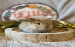 Mini Lop rabbits for sale: Gorgeous Mini Lops Ready to Reserve 🫶🏻 - Image 4