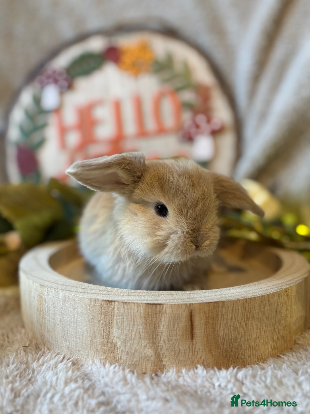 Mini Lop rabbits for sale: Gorgeous Mini Lops Ready to Reserve 🫶🏻 - Image 4