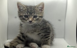 Mixed Breed cats for sale: Beautiful mix breed kittens  - Image 8