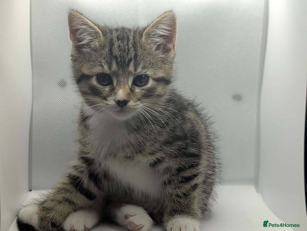 Mixed Breed cats for sale: Beautiful mix breed kittens  - Image 8