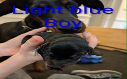 Dobermann dogs for sale: #ShadowdairDobermans #Pregnancy#DobermanLove - Image 21