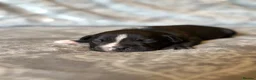 Staffordshire Bull Terrier dogs for sale: Stunning KC Staffordshire bull terrier puppies - Advert 14