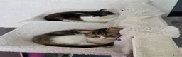 Mixed Breed cats for sale: 2 cats for sale - Advert 5