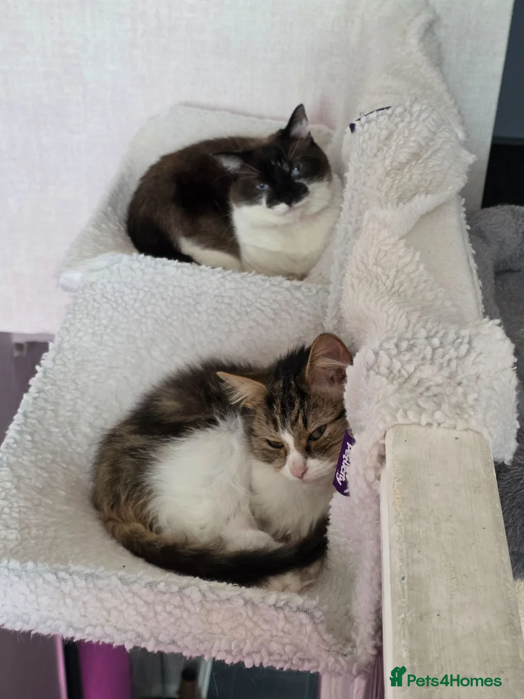 Mixed Breed cats for sale: 2 cats for sale - Advert 5