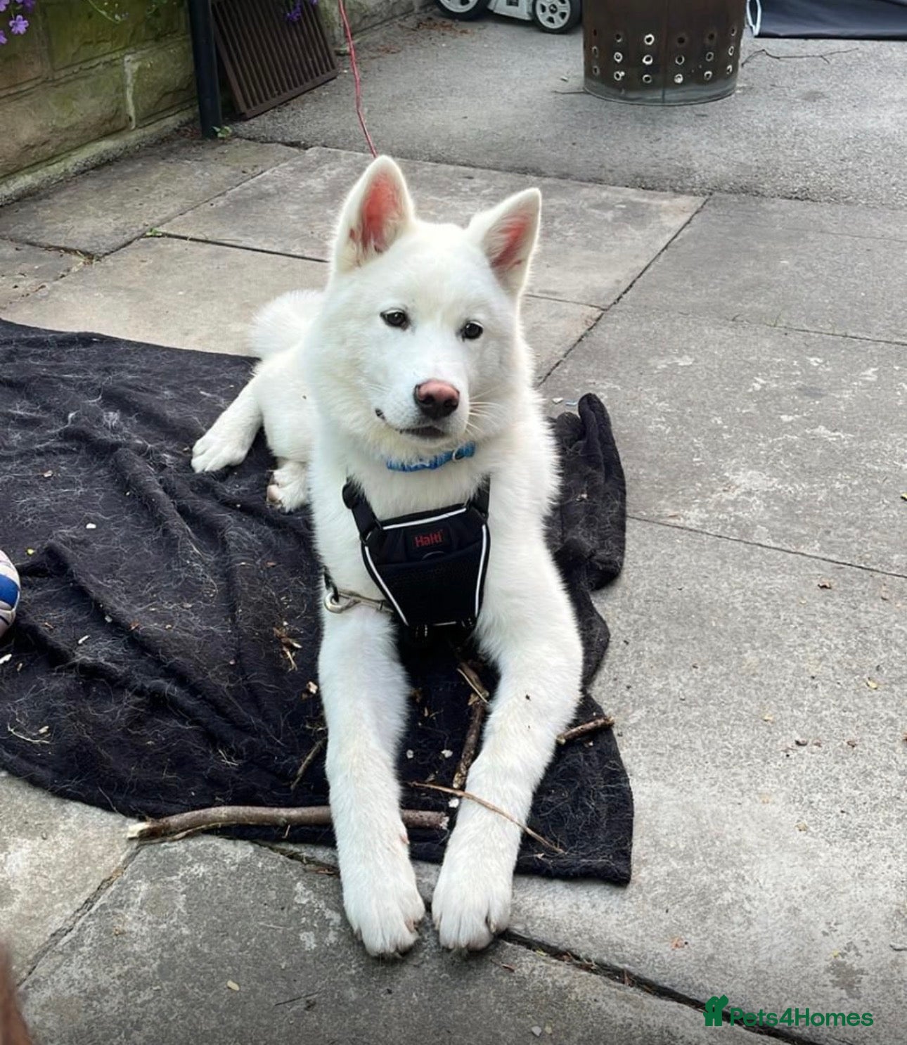 Akita dogs for sale: American Akita  in Rochdale - Advert 4