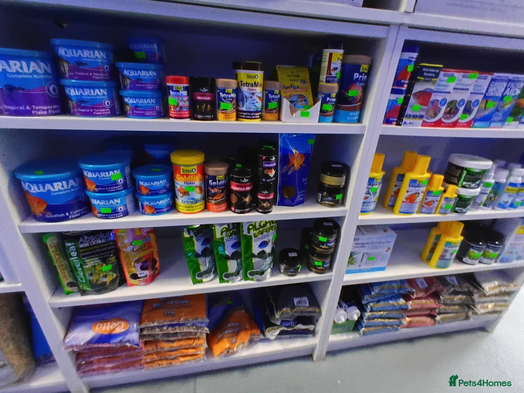 Other/Mixed Breed fish for sale: Mixed tropical and cold water fish - Advert 16