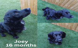 Cocker Spaniel dogs for sale: 2 Cocker Spaniel Male dogs - Image 1