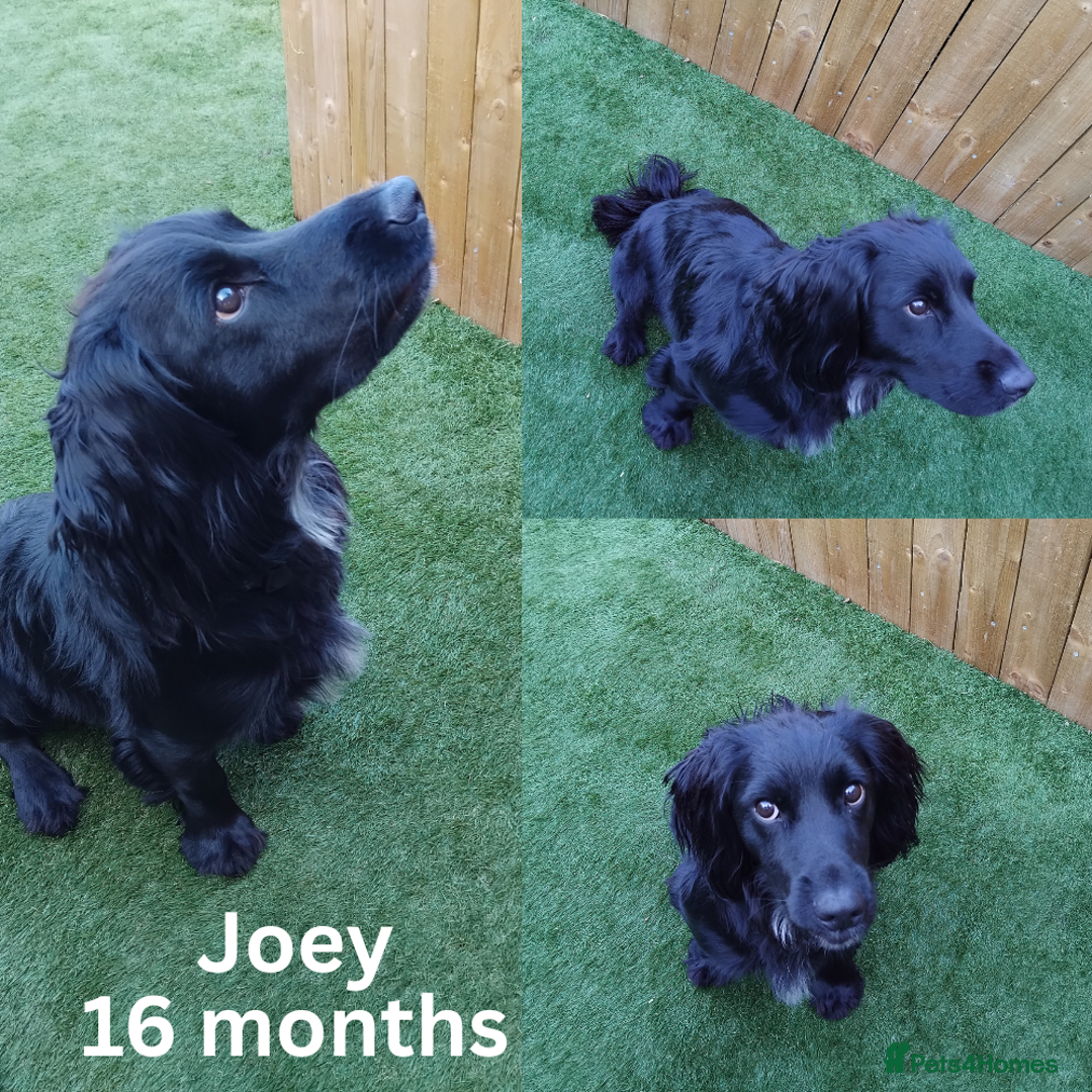 Cocker Spaniel dogs for sale: 2 Cocker Spaniel Male dogs - Image 1