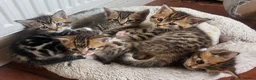 Maine Coon cats for sale: Maine Coon cross kittens for sale in Whitchurch - Advert 1