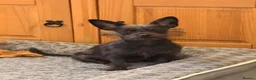 Chipoo dogs for sale: Female chi-poo 8months old in Nottingham - Advert 5