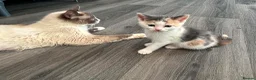 Ragcoon cats for sale: Ragcoon  in Middlewich - Advert 8