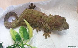 Gecko reptiles for sale: Trio of Mainland chahoua mossy geckos - Image 4