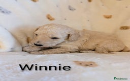 Standard Poodle dogs for sale: Standard poodles - Image 27