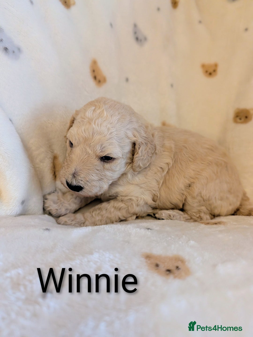 Standard Poodle dogs for sale: Standard poodles - Image 27