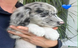Border Collie dogs for sale: Beautiful Border Collie x Springer Spaniel Puppies - Image 11