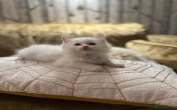 Ragdoll cats for sale: GCCF & TBRCC registered lilac Ragdoll kittens - Image 4