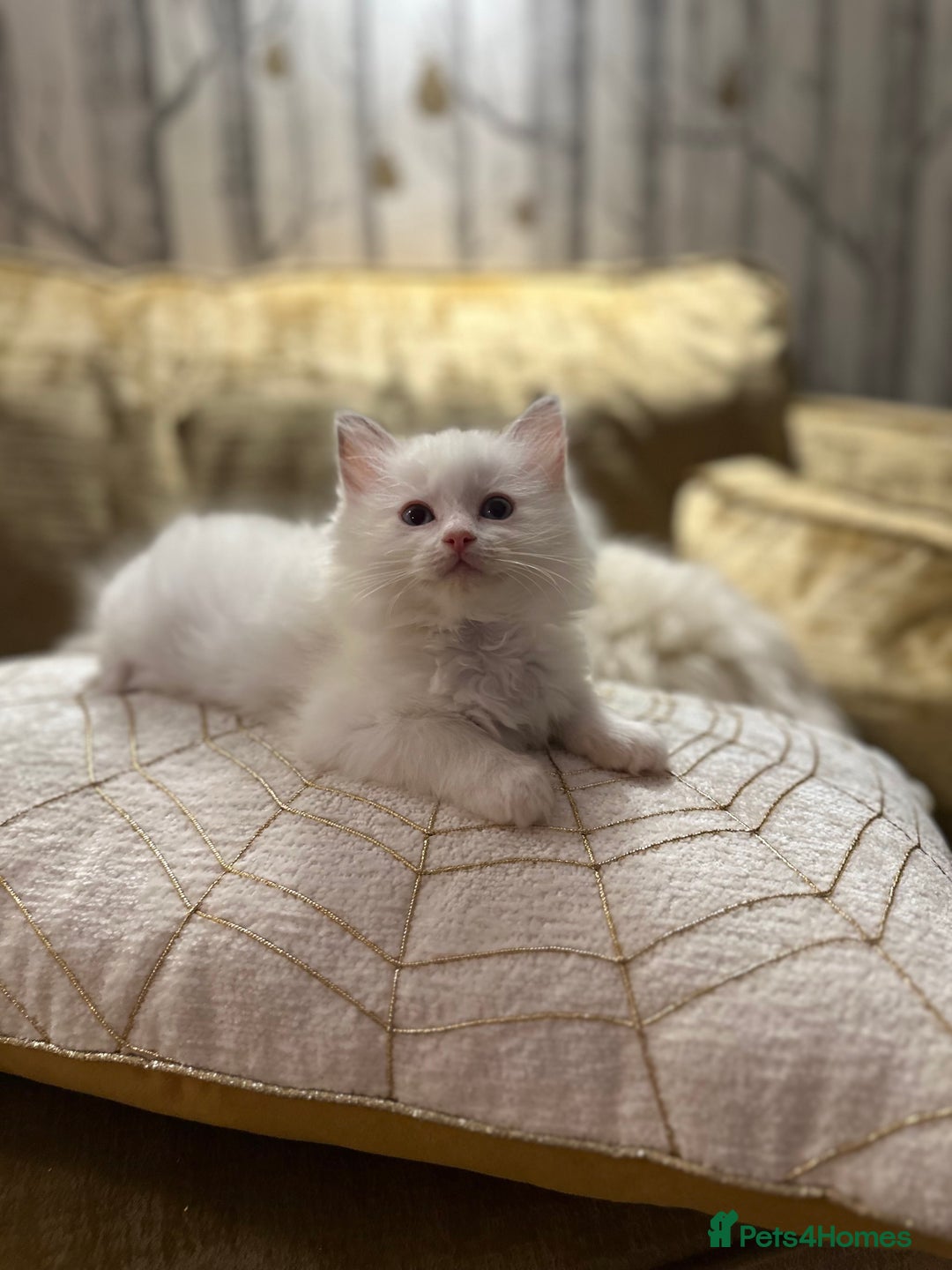Ragdoll cats for sale: GCCF & TBRCC registered lilac Ragdoll kittens - Image 4