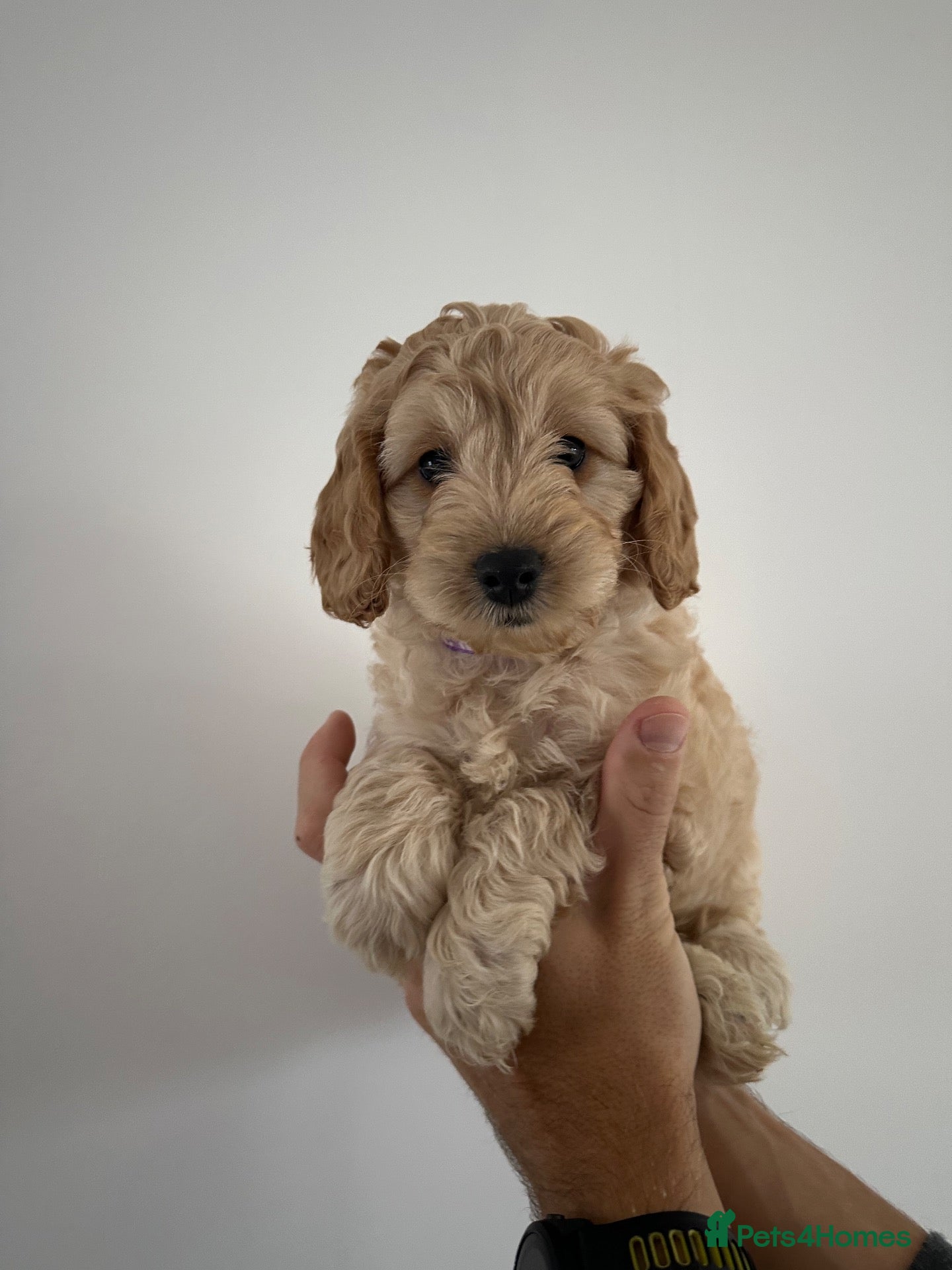 Cockapoo dogs for sale: Girl cockapoo 9 weeks old  - Advert 1