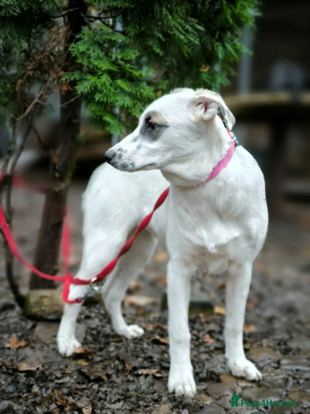 Mixed Breed dogs for adoption: ❤️PLIAMKA❤️8.5-month-old loving and playful girl in Oxford - Advert 7