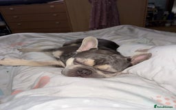 French Bulldog dogs for stud: KC Reg French Bulldog Lilac & Cream  - Image 12