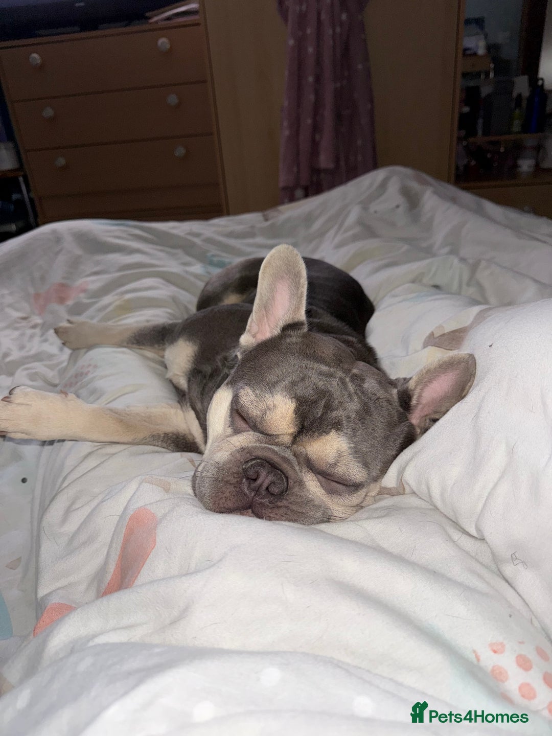 French Bulldog dogs for stud: KC Reg French Bulldog Lilac & Cream  - Image 12