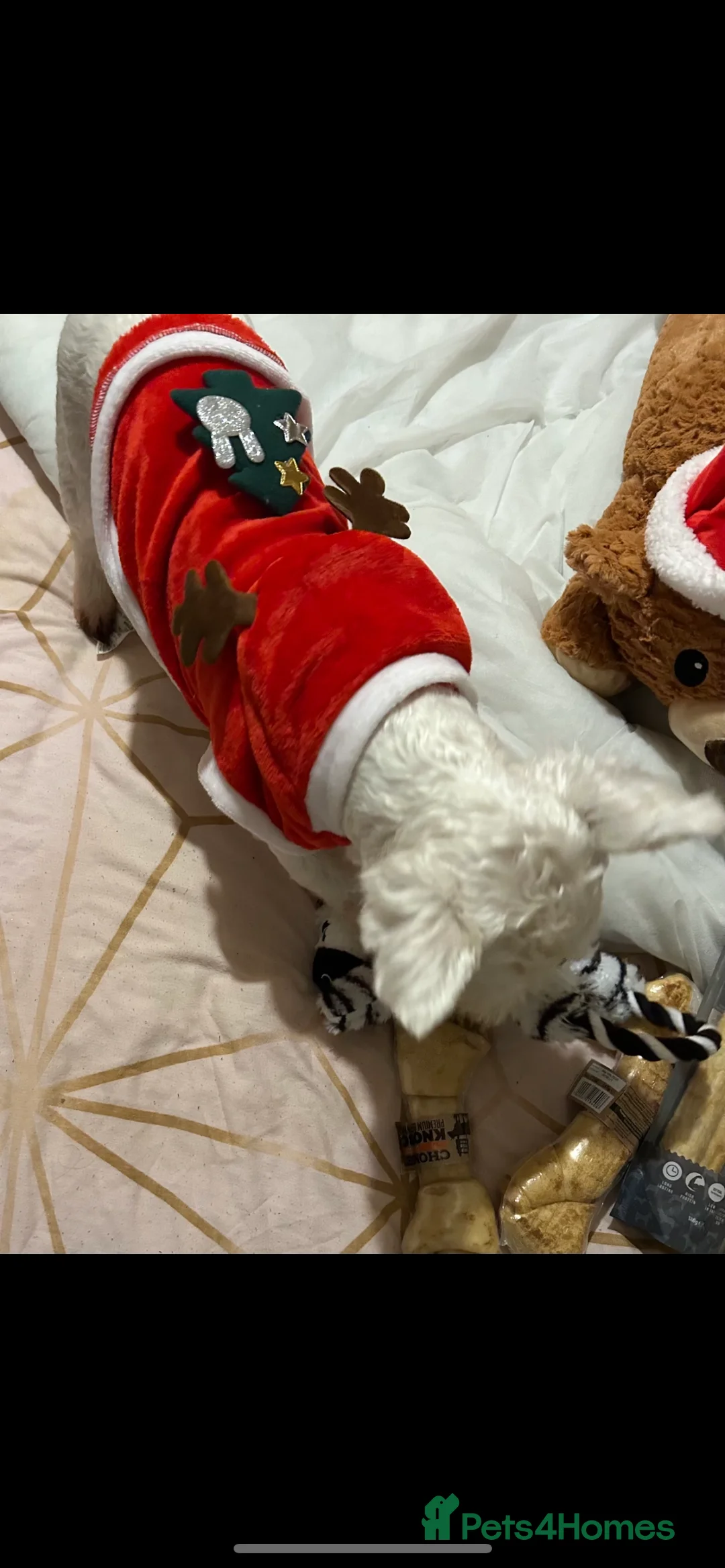 Mixed Breed dogs for stud: West highland terrier/Bichon frise stud. in Swansea - Advert 9