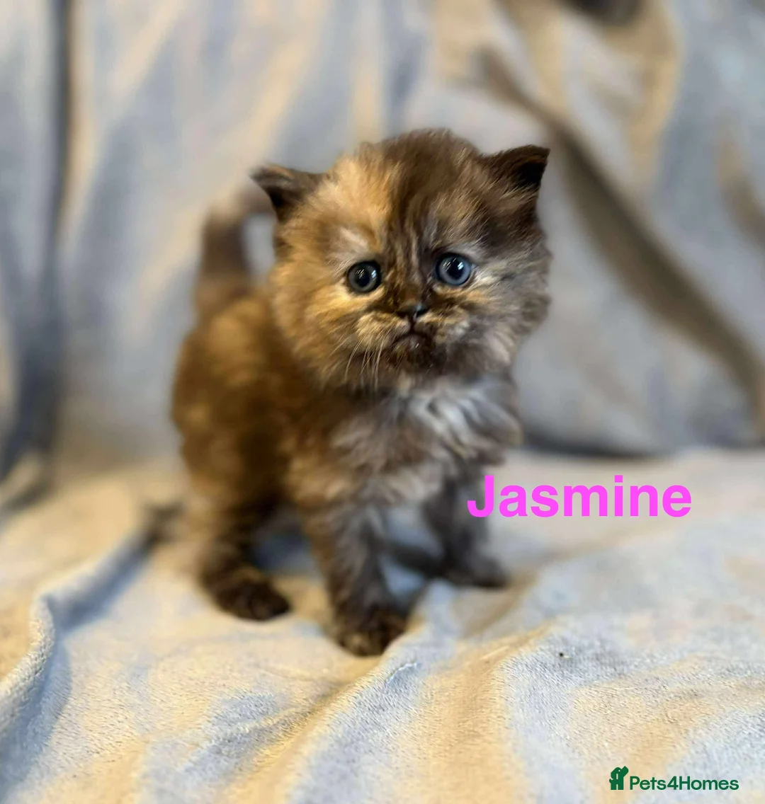 Persian cats for sale: **SOLD** Stunning litter of five female Perdolls - Advert 30