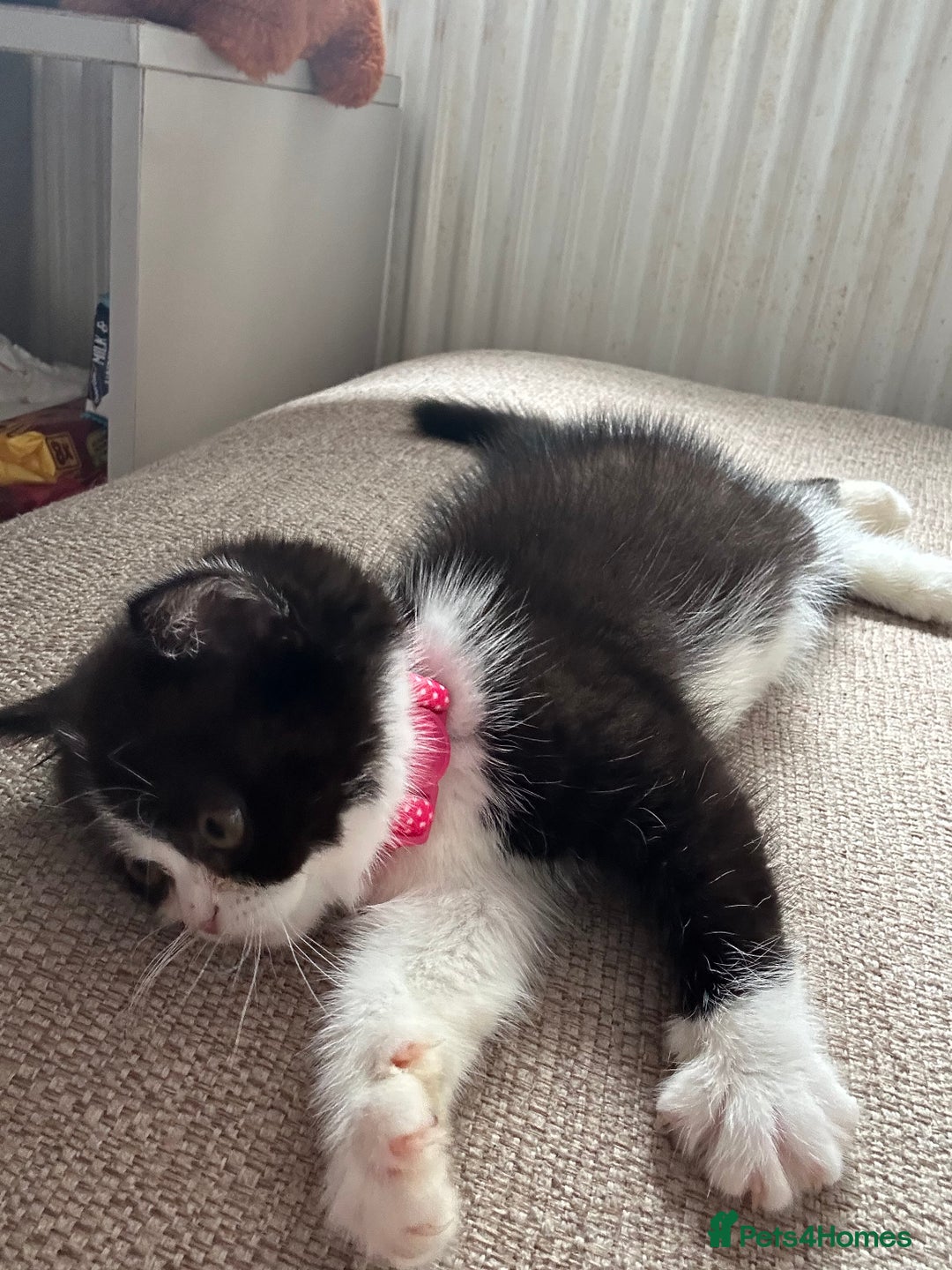 Exotic cats for sale: Beautiful exotic shorthair girl 😻 - Image 1