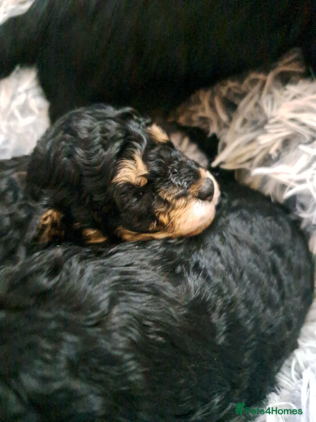 Toy Poodle dogs for sale:   **   day toy poodle kc girls&boys black and red - Advert 11