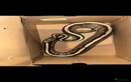 Snake reptiles for sale: Beautiful G-Stripe - Image 2