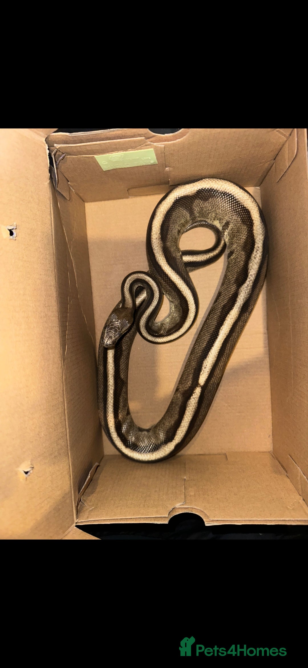 Snake reptiles for sale: Beautiful G-Stripe - Image 2