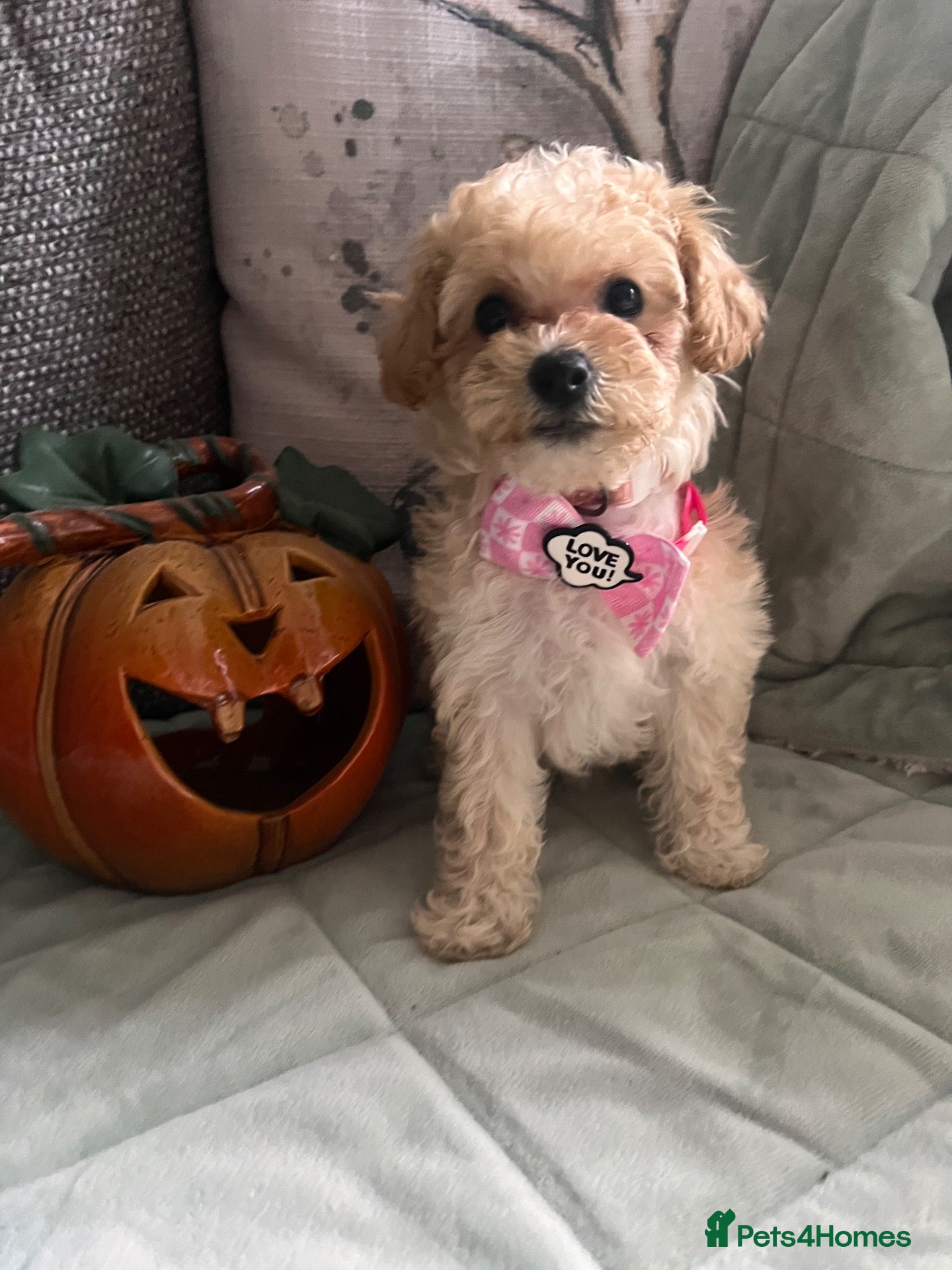 Poochon dogs for sale: 2 left Beautiful Home Bred Poochon Puppies  - Advert 2