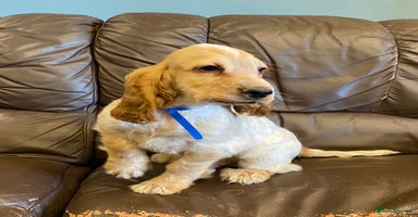 Cocker Spaniel dogs - Advert 3