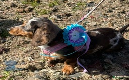 Miniature Dachshund dogs for sale: Beautiful 2 Blue Eyed Dapple Adult Female  - Image 4