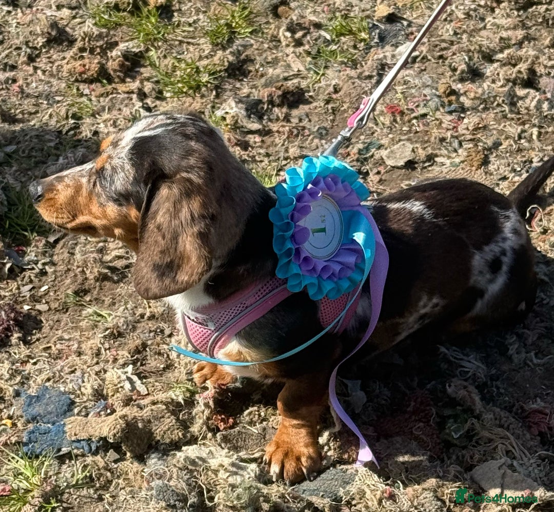 Miniature Dachshund dogs for sale: Beautiful 2 Blue Eyed Dapple Adult Female  - Image 4