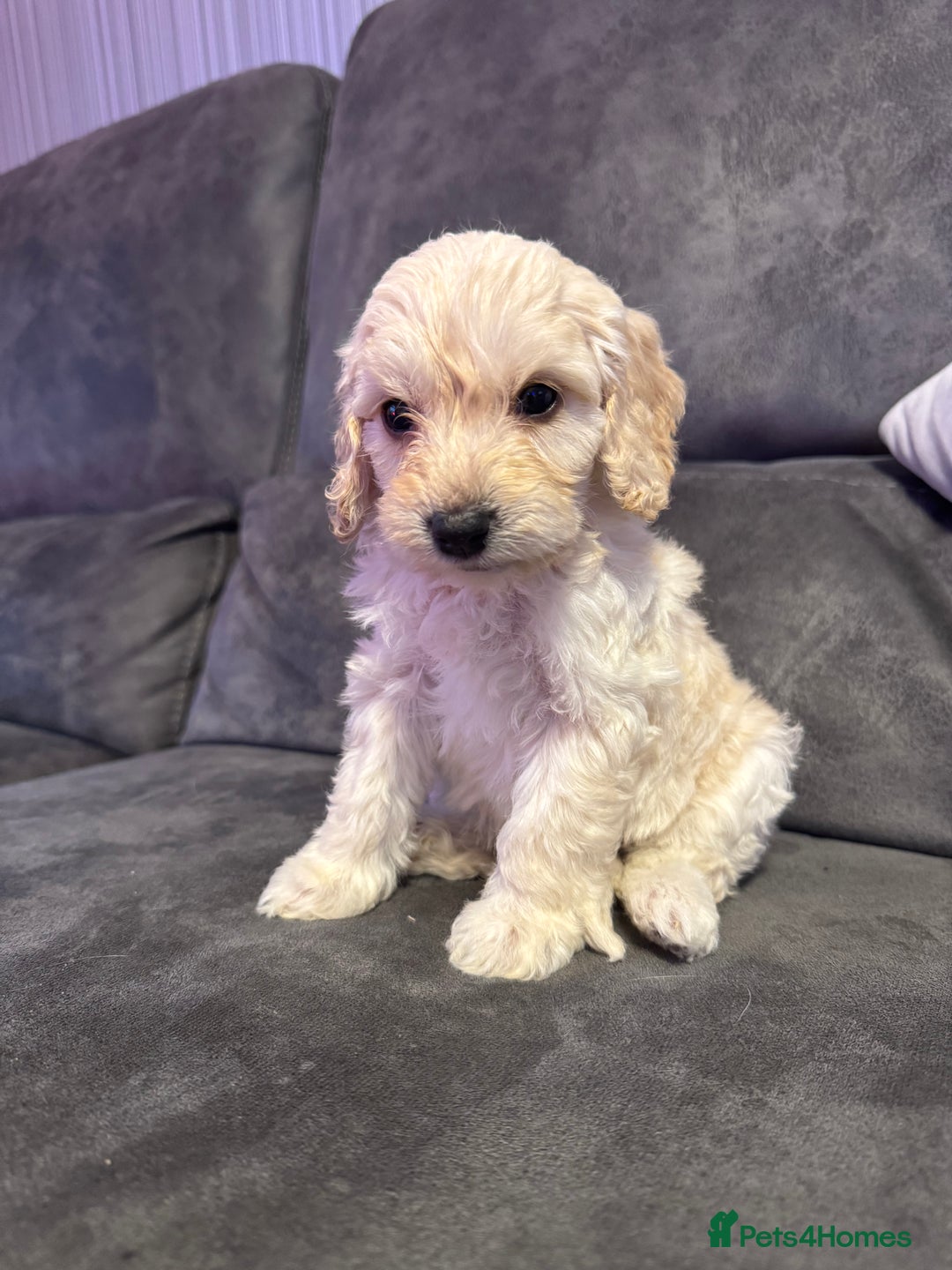 Cockapoo dogs for sale: Apricot Cockapoo Puppies  - Image 3