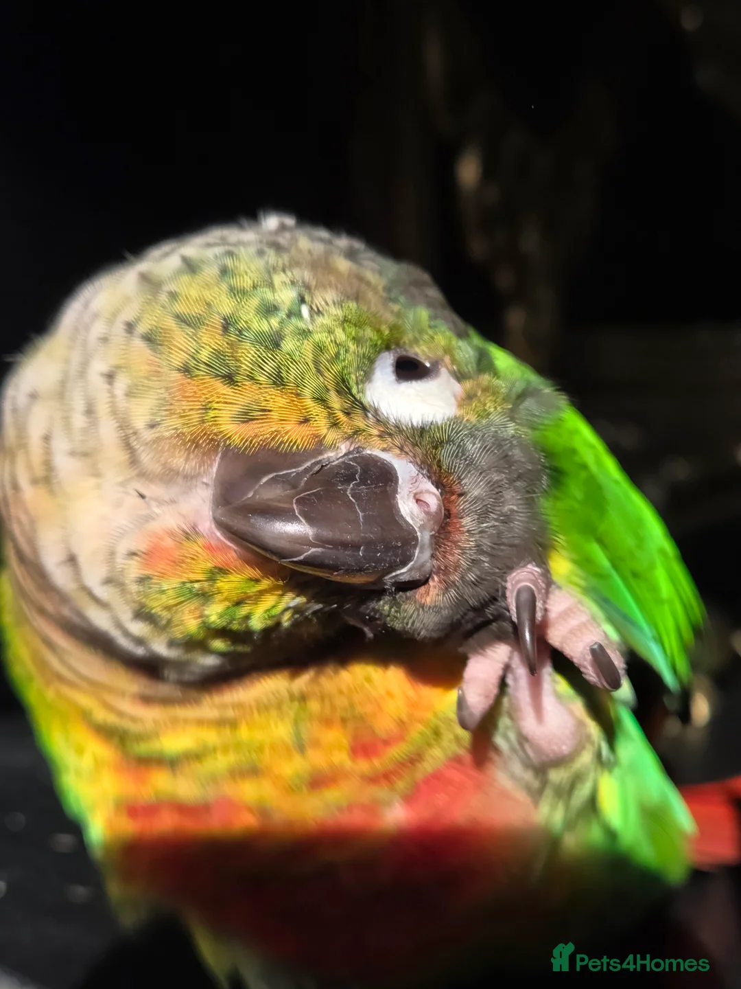 Conures birds for sale: Friendly conure - Advert 10