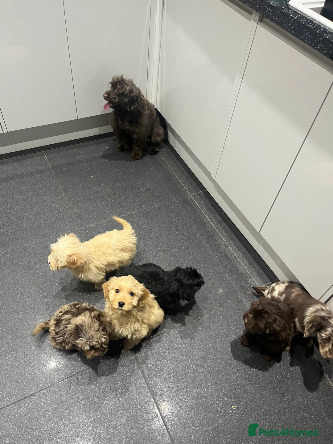 Cockapoo dogs for sale: Beautiful merl Cockpoo puppies  - Advert 18