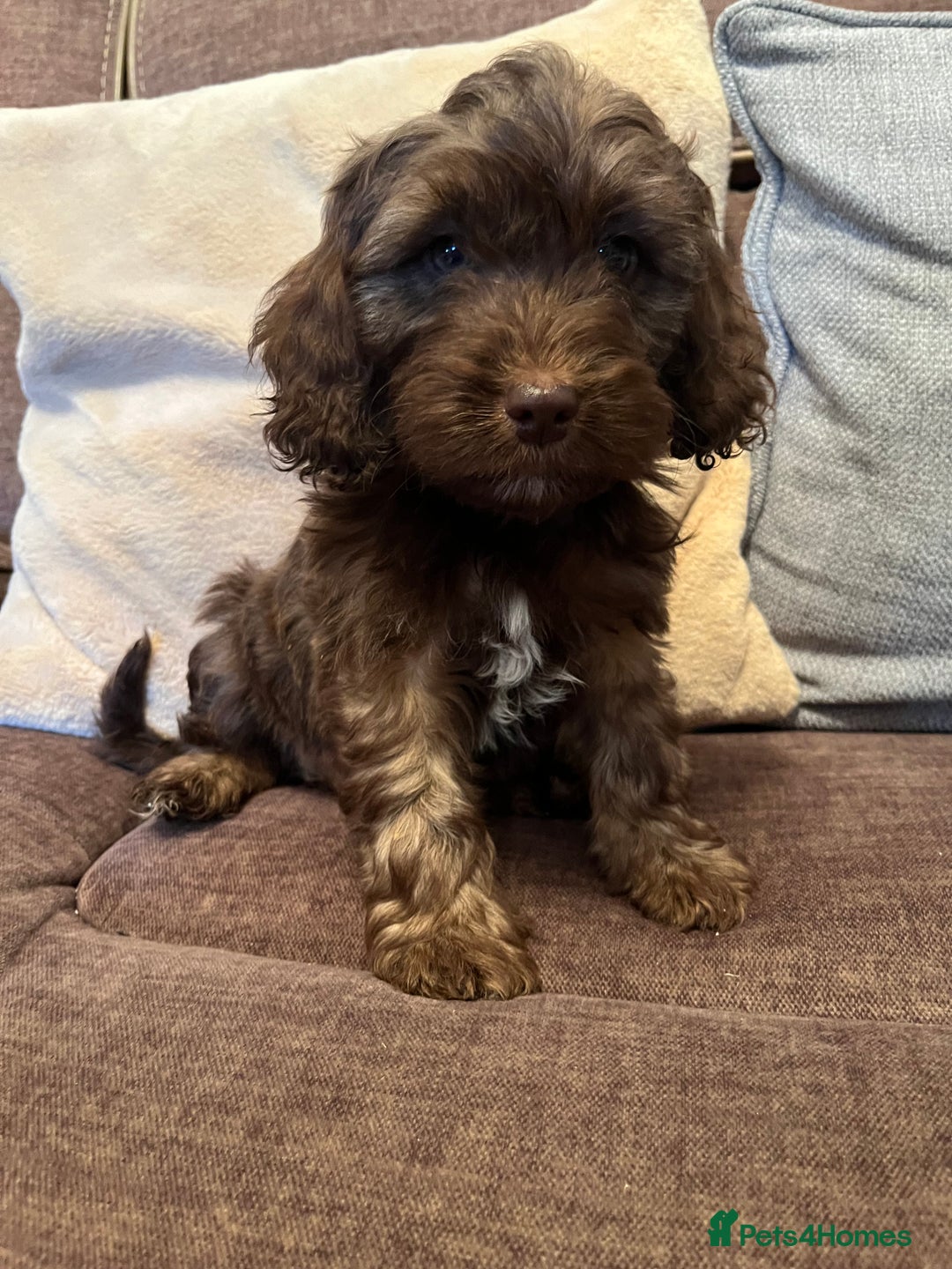 Cockapoo dogs for sale: 🩷🩷READY TO LEAVE🩷GORGEOUS🌟F1 Cockapoo pups  - Advert 10