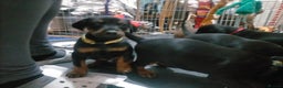 Dobermann dogs for sale: Dobermann puppies - Advert 33