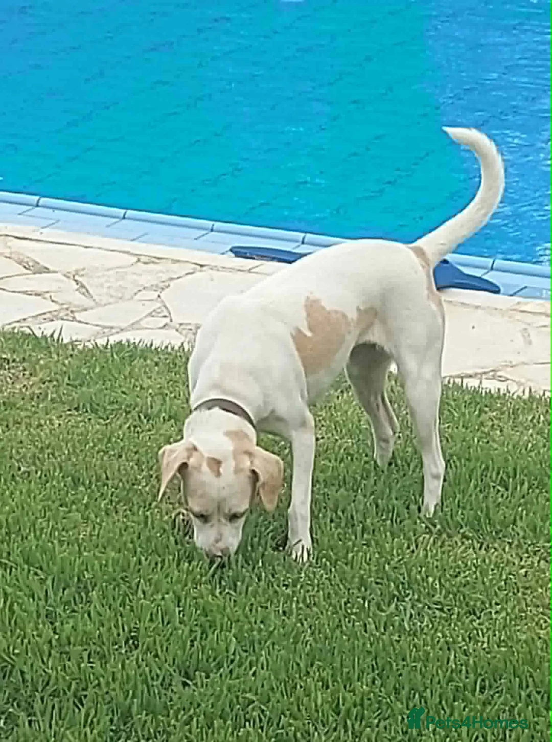 Mixed Breed dogs for sale: Meet Polly  - Advert 2