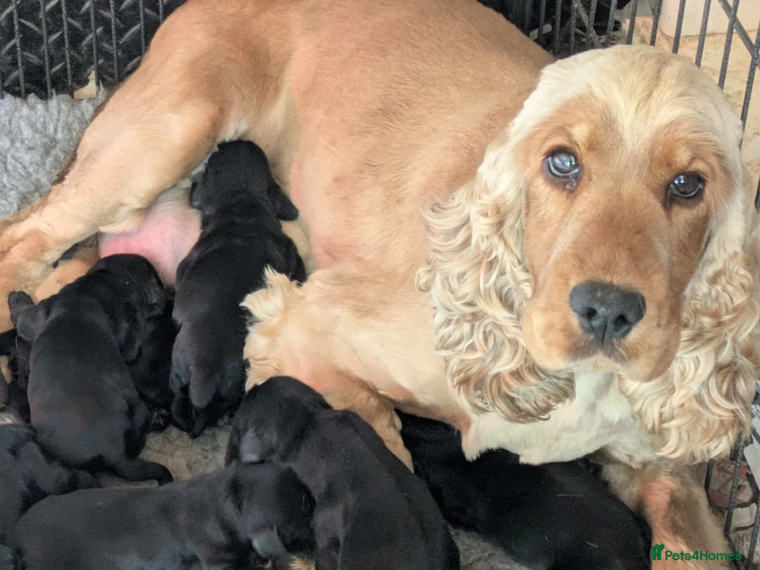 Cocker Spaniel dogs for sale: Solid Black Extensively Health Tested Show Pups!  in Lincoln - Advert 12