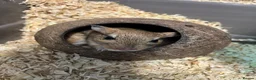 Gerbil rodents for sale: Persian Jirds for sale  - Advert 1