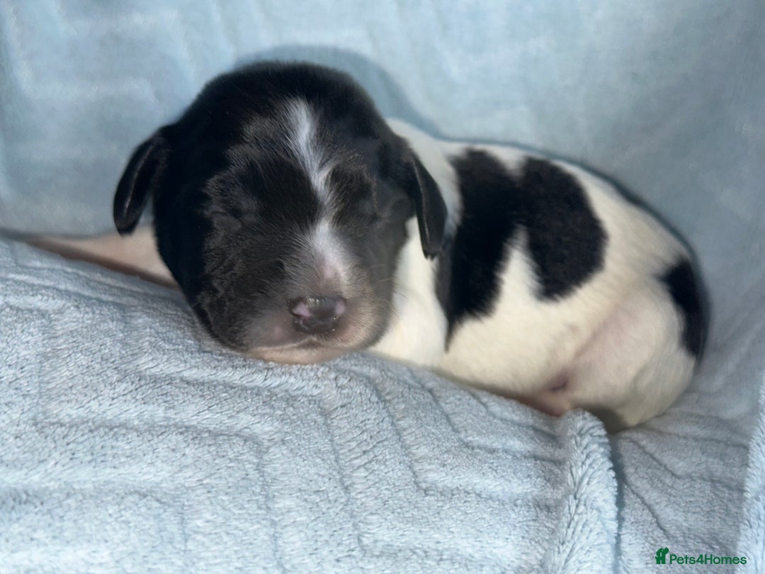 English Springer Spaniel dogs for sale: English springer spaniel.Ready to leave 21/11/25 - Image 31