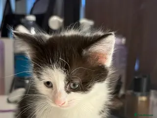 British Shorthair cats Adorable British shorthair kitten - Advert 8