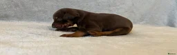 Dobermann dogs for sale: Amazing Doberman puppies ,Gambol/zues - Advert 10