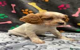 Brittany Spaniel dogs for sale: Britney spaniel  - Image 8