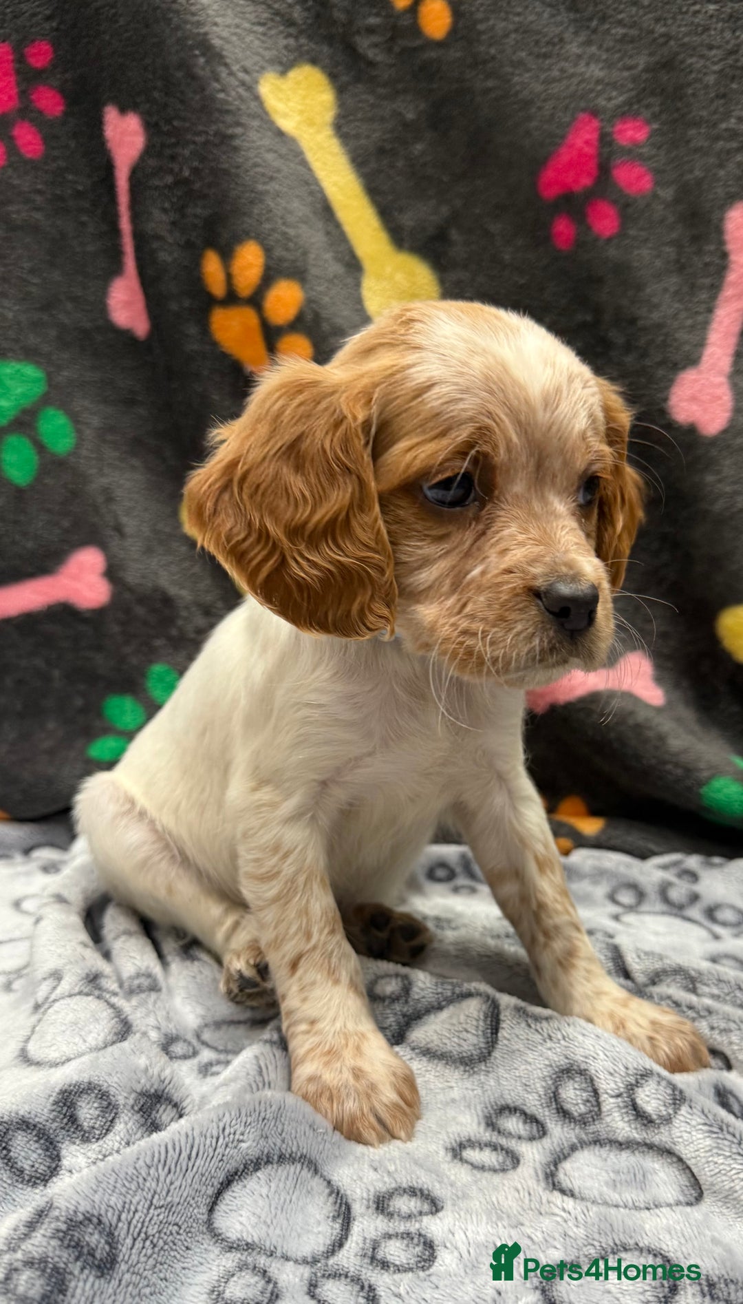 Brittany Spaniel dogs for sale: Britney spaniel  - Image 8